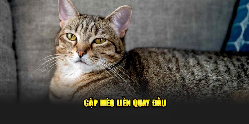 Gặp mèo liền quay đầu