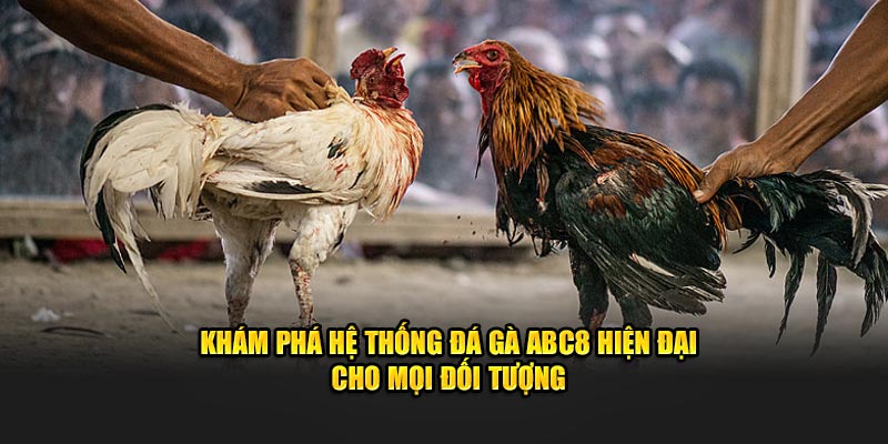 Khám phá hệ thống đá gà ABC8 hiện đại cho mọi đối tượng