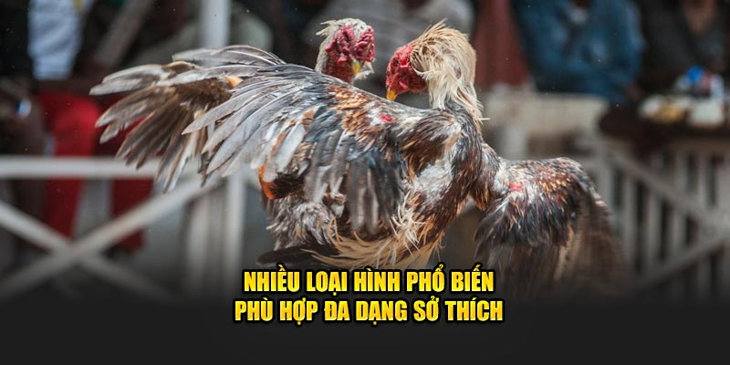 Nhiều loại hình phổ biến phù hợp đa dạng sở thích