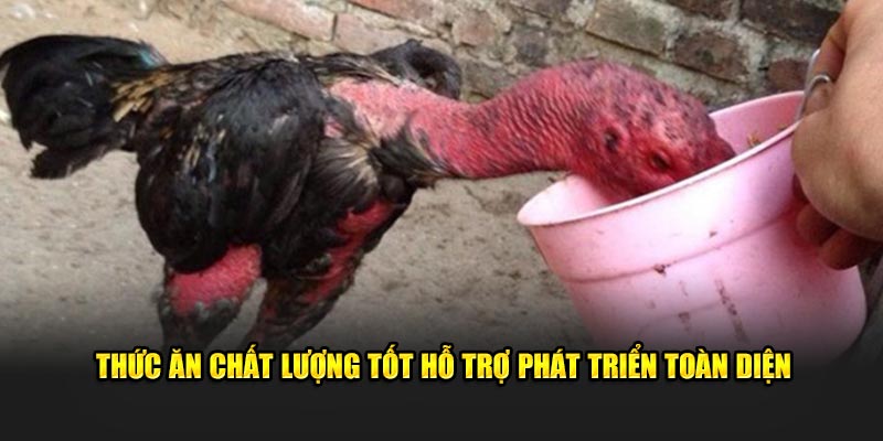 Thức ăn chất lượng tốt hỗ trợ phát triển toàn diện