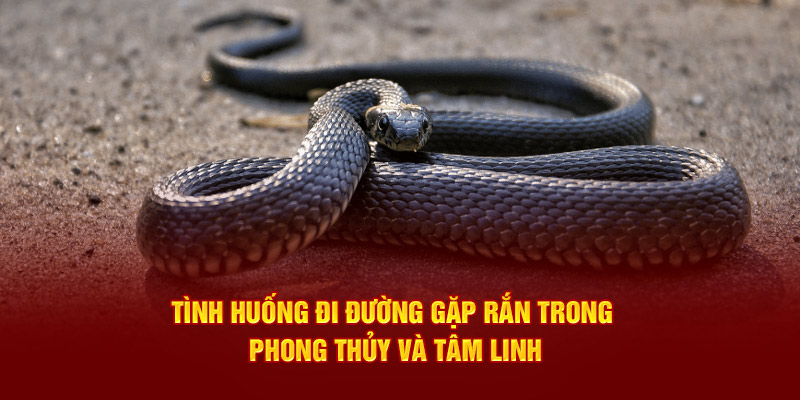 Tình huống đi đường gặp rắn trong phong thủy và tâm linh