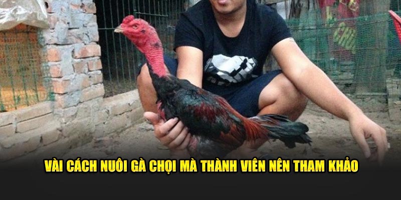 Vài cách nuôi gà chọi mà thành viên nên tham khảo