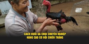 Cách nuôi gà chọi