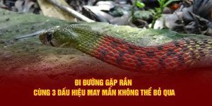 Đi đường gặp rắn